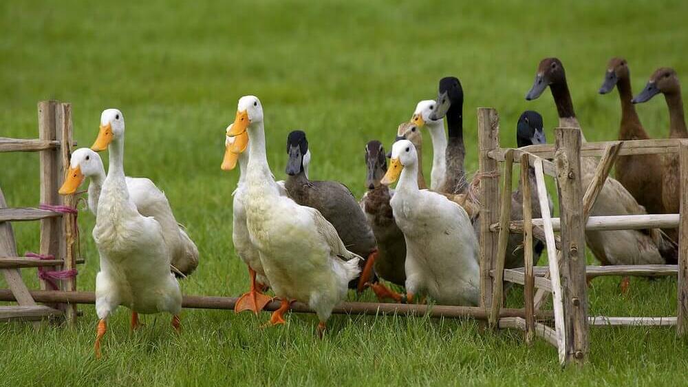 Duck Herding