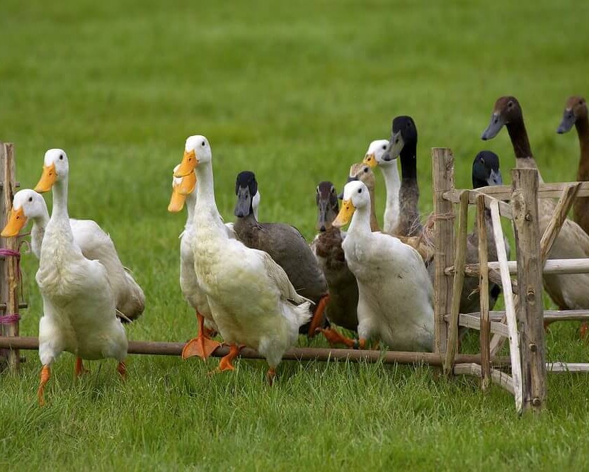 Duck Herding