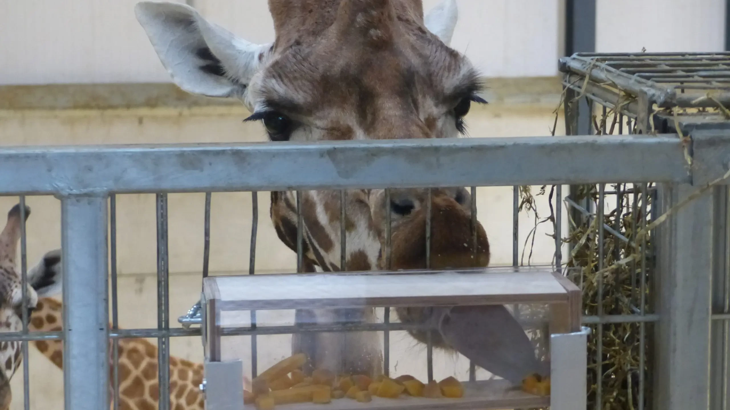 Giraffe eating from feeder built by people in charity team building event