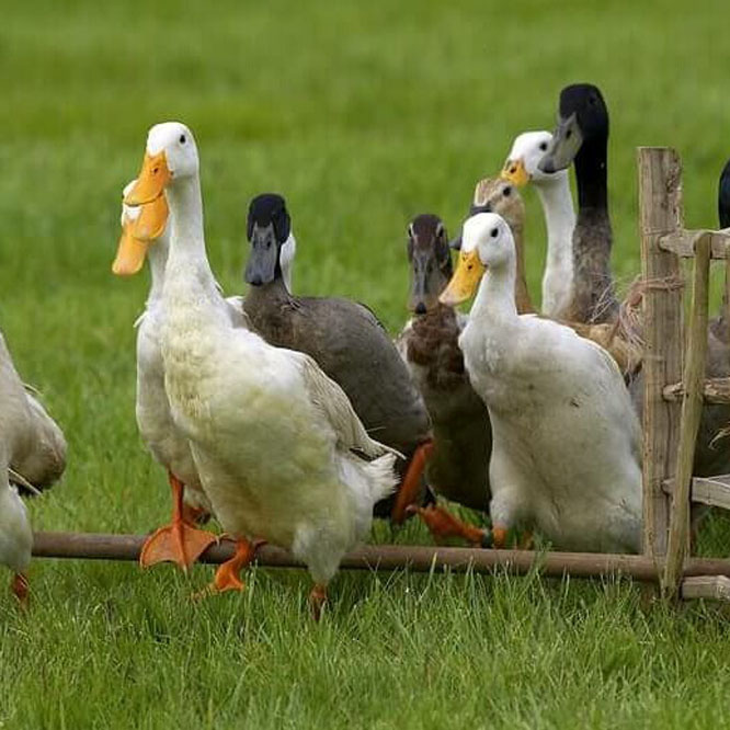 A gaggle of ducks walking over a hurdle obstacle