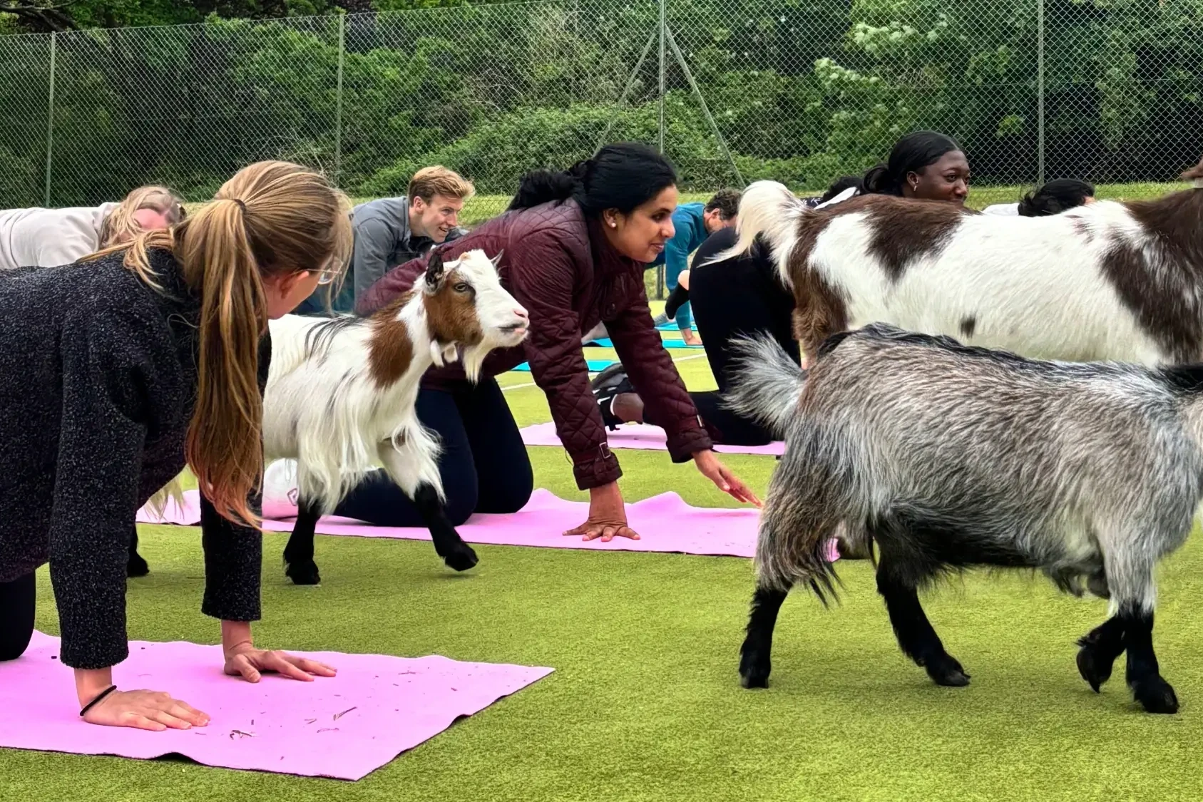 Corporates in the middle of goat yoga in nature