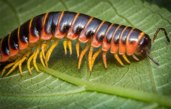 Virtual I'm a Celebrity Centipede