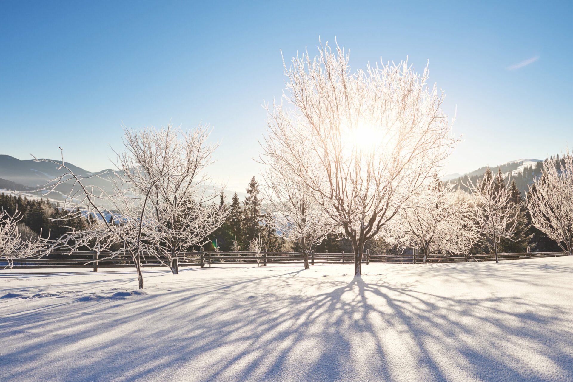 Mysterious winter landscape majestic mountains in winter. Magical winter snow covered tree.