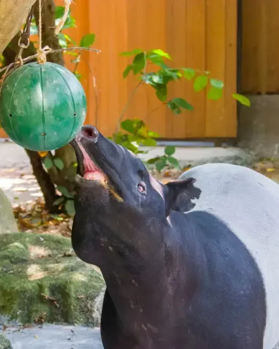 cute animal playing with green ball made in charity team building event