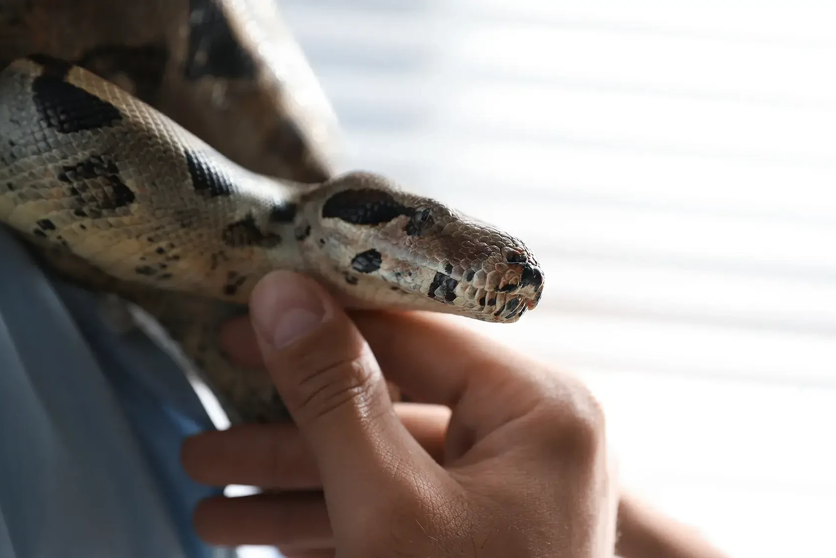 person holding snake in team building event