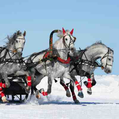 Virtual Christmas Party Horse Racing