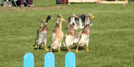 cute ducks on grass for duck herding summer team building activity
